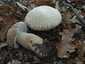 Nyári vargánya (Boletus reticulatus), Budai-hegység